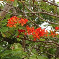 Delonix regia (Bojer ex Hook.) Raf.